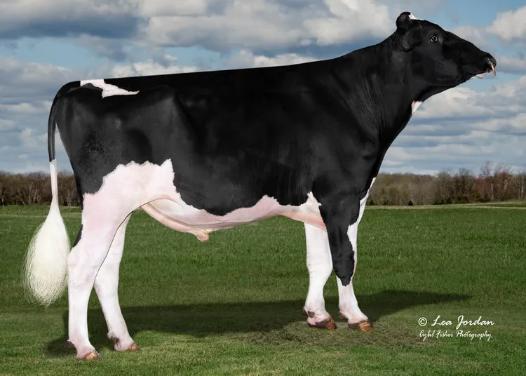 Cow